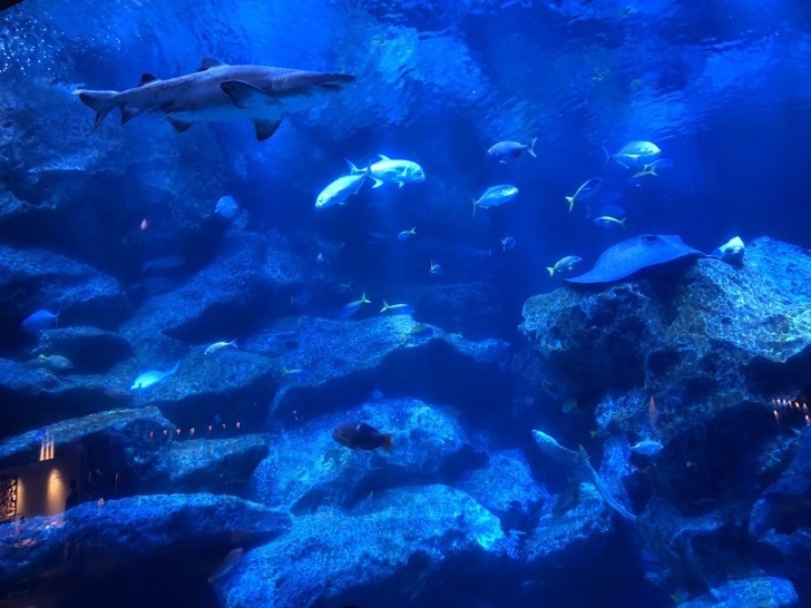 すみだ水族館の見どころ