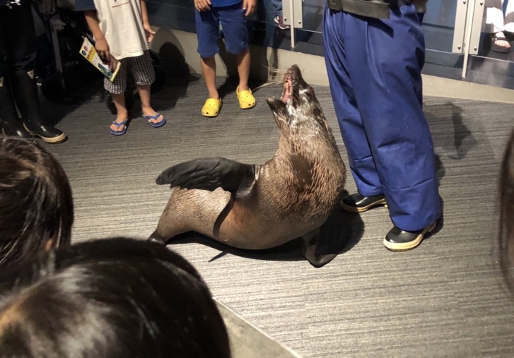 すみだ水族館のハロウィン