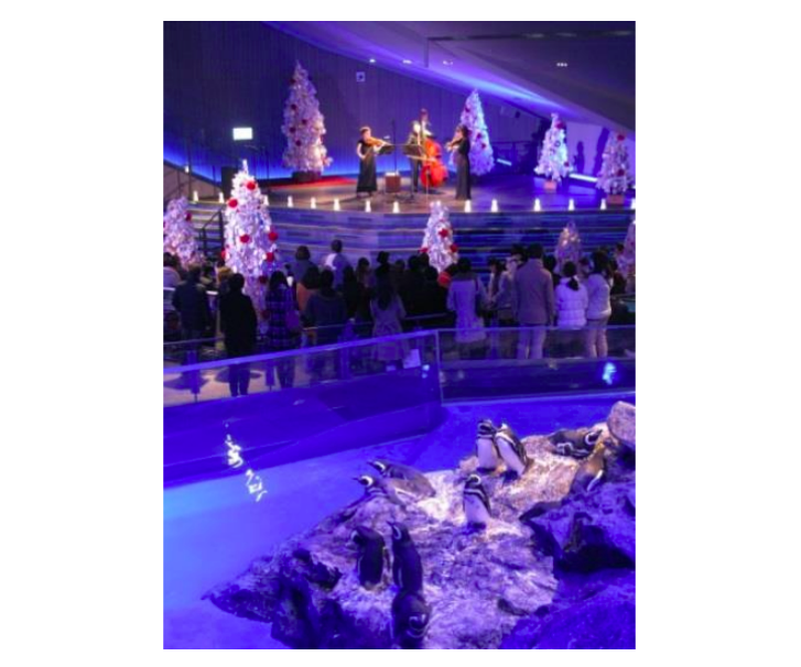 すみだ水族館のクリスマス