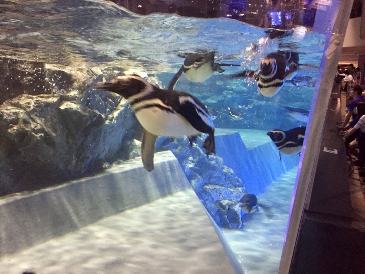 すみだ水族館