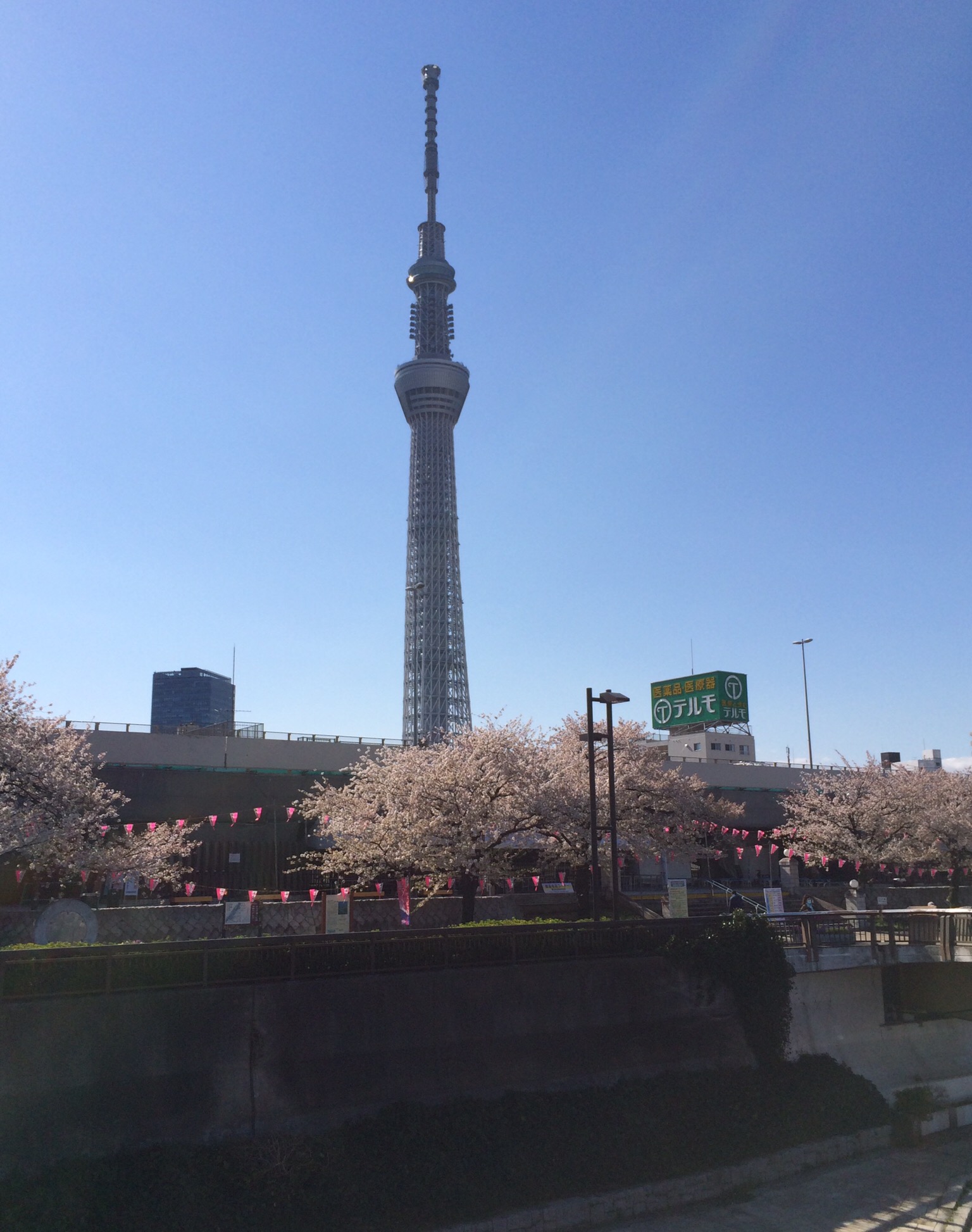 浅草｜長命寺｜桜もち