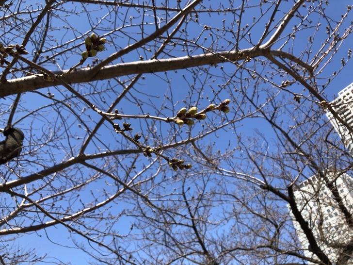 錦糸公園の桜まつり