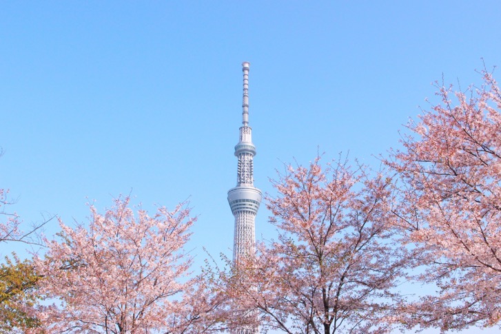 スカイツリー周辺の桜