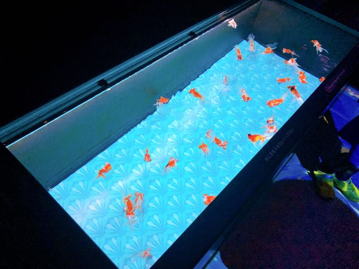 金魚ワンダーランド すみだ水族館