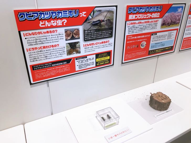 大昆虫展 2019 スカイツリー ソラマチ