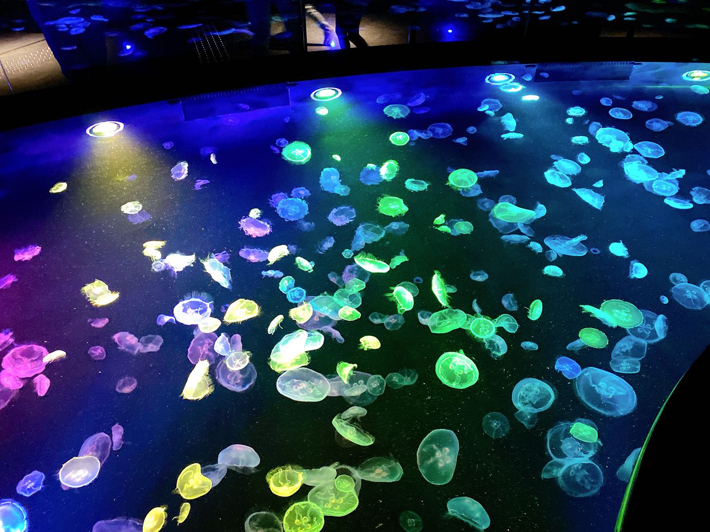 すみだ水族館　くらげのビッグシャーレ