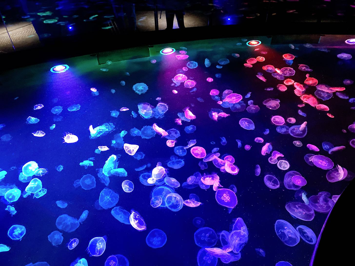 すみだ水族館　くらげのビッグシャーレ