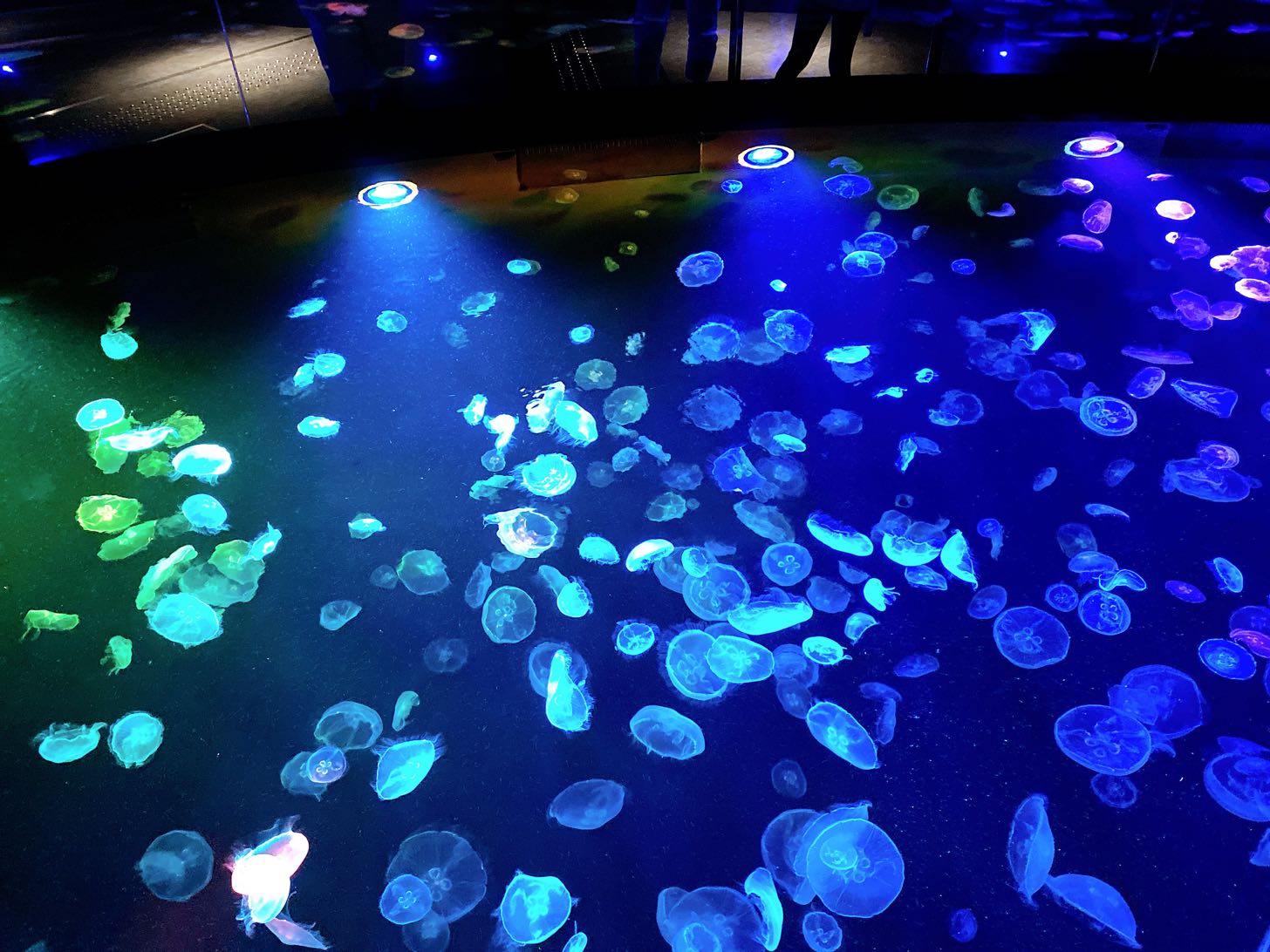 すみだ水族館　くらげのビッグシャーレ