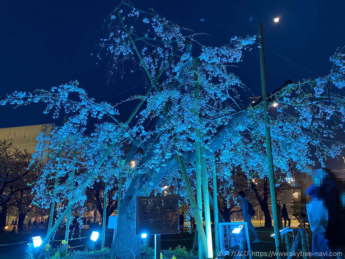錦糸公園の桜ライトアップ