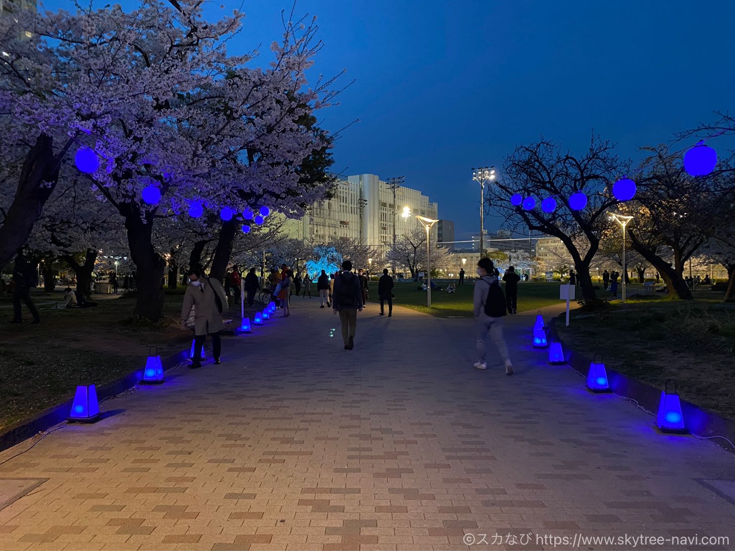 錦糸公園の桜ライトアップ