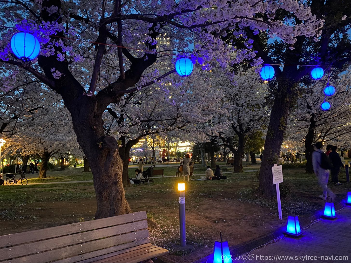 錦糸公園の桜ライトアップ