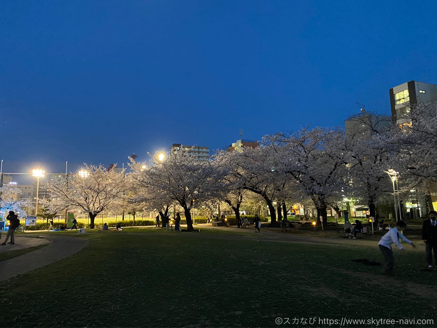 錦糸公園の桜ライトアップ