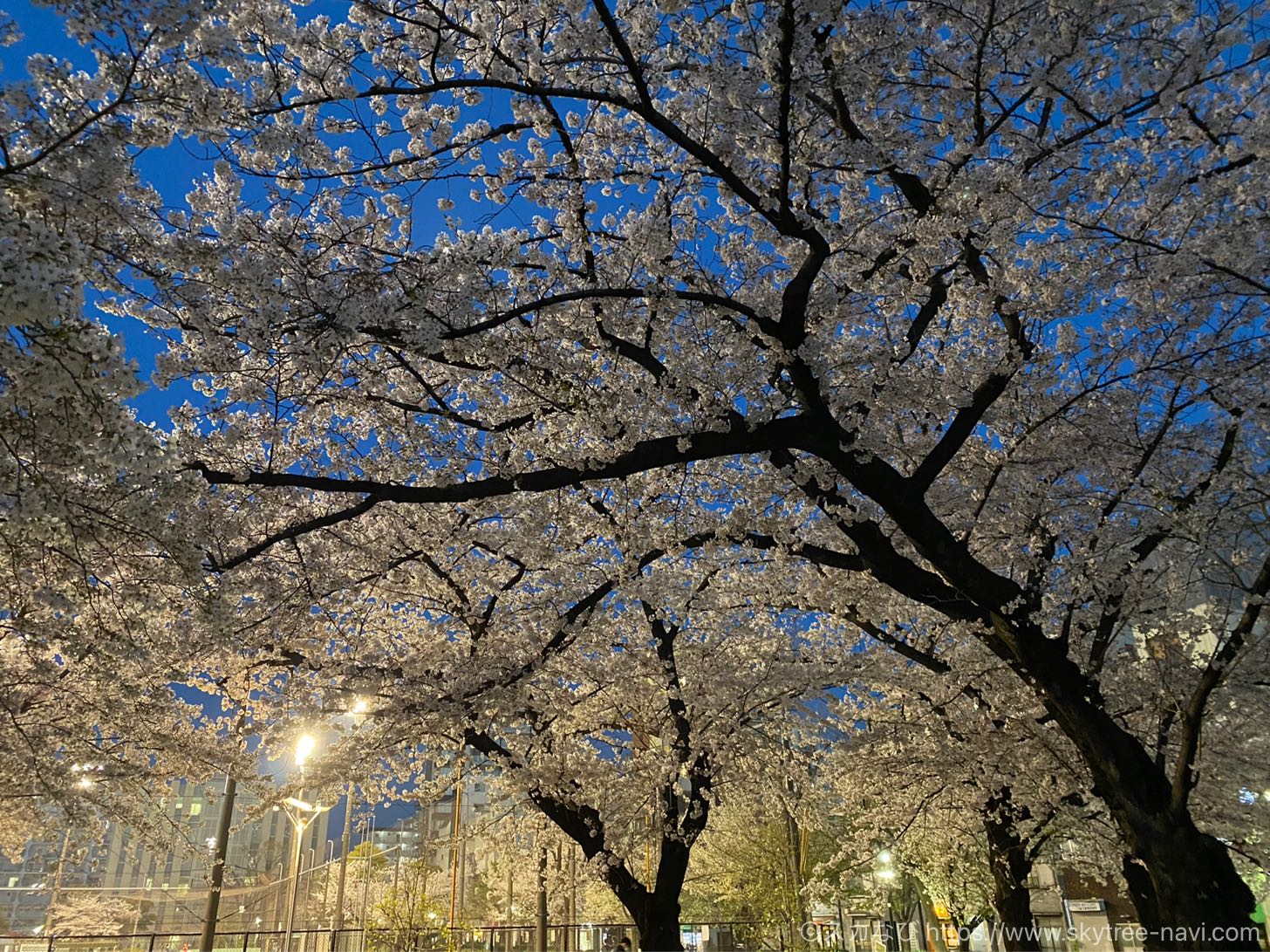 錦糸公園の桜ライトアップ