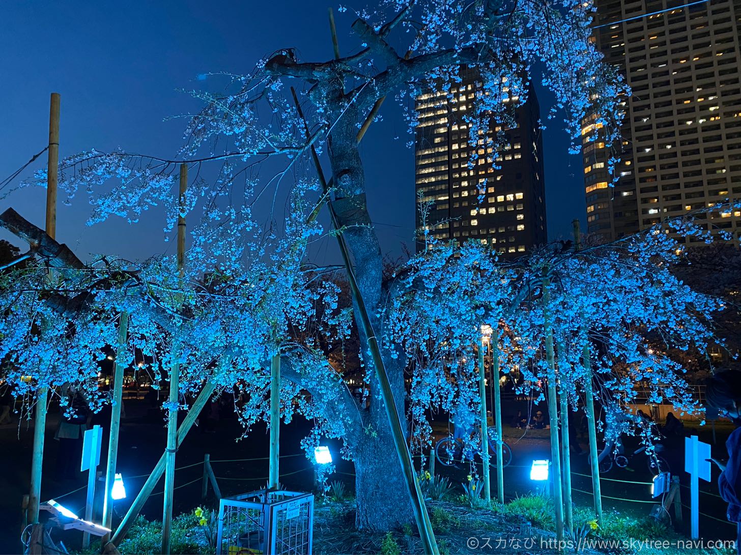 錦糸公園の桜ライトアップ