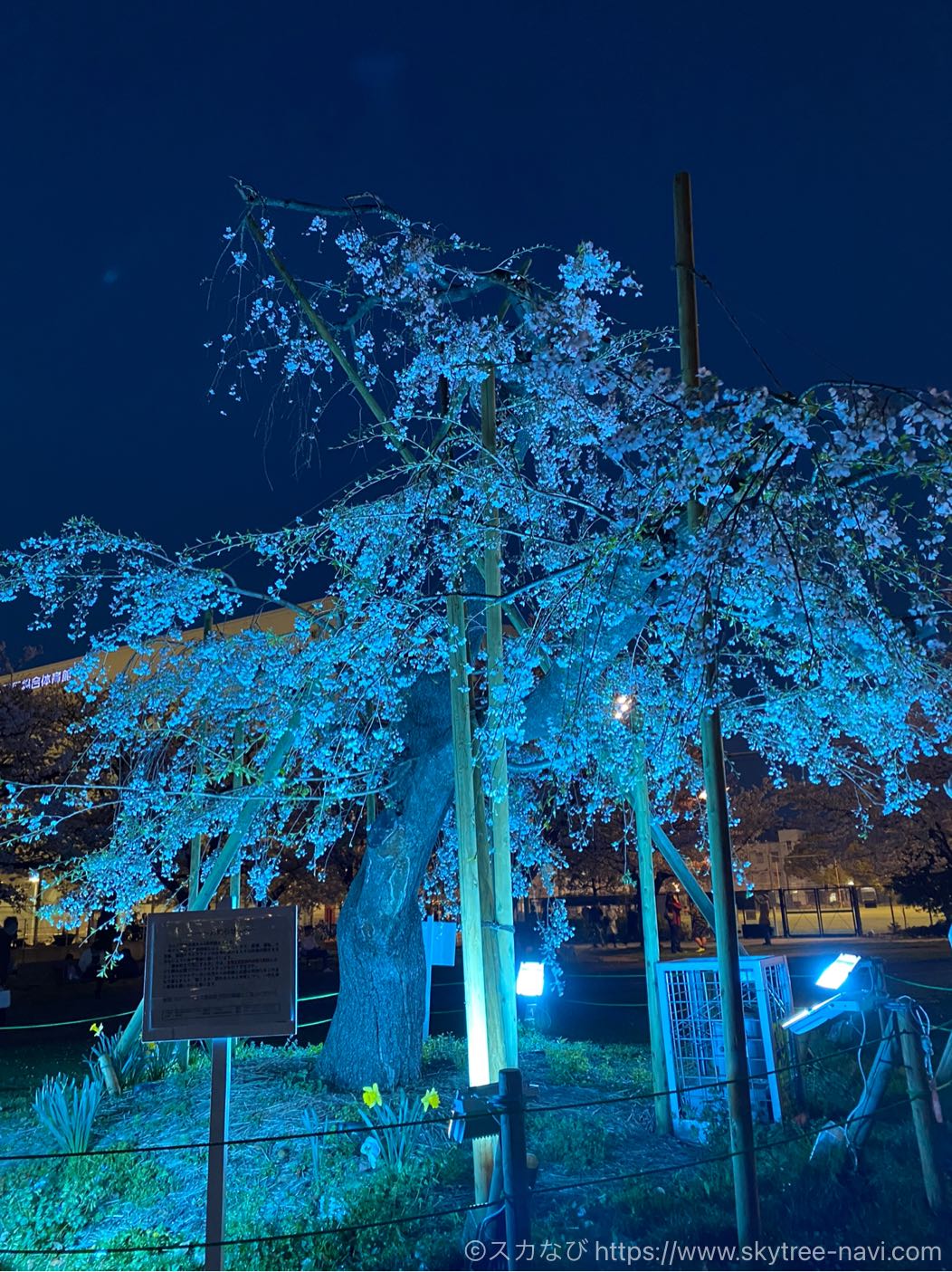 錦糸公園の桜ライトアップ