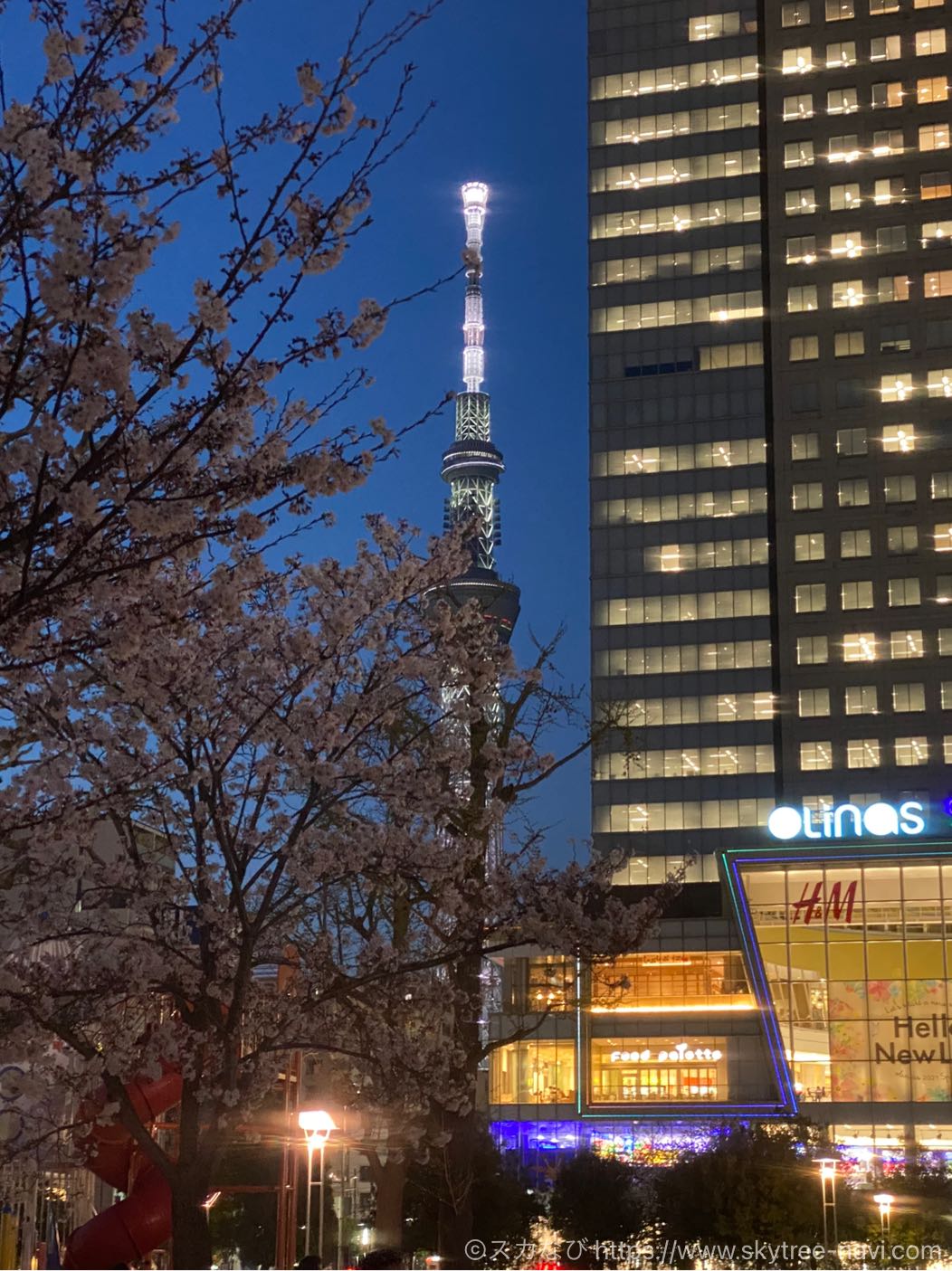 錦糸公園の桜ライトアップ