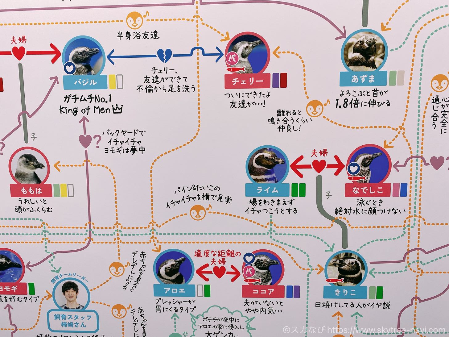 すみだペンギン相関図